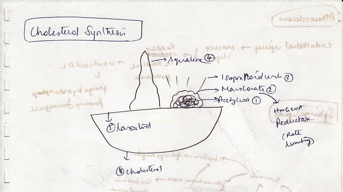 GAMT for cholesterol synthesis