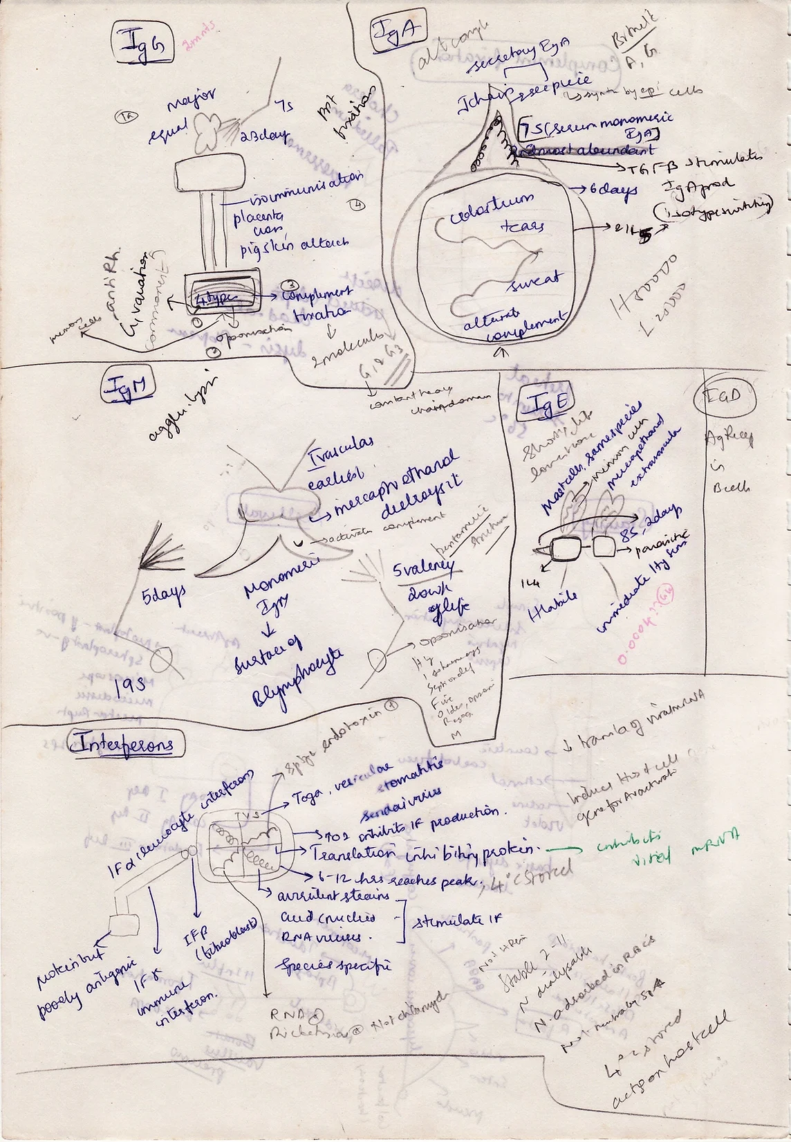 GAMT for immunoglobulins