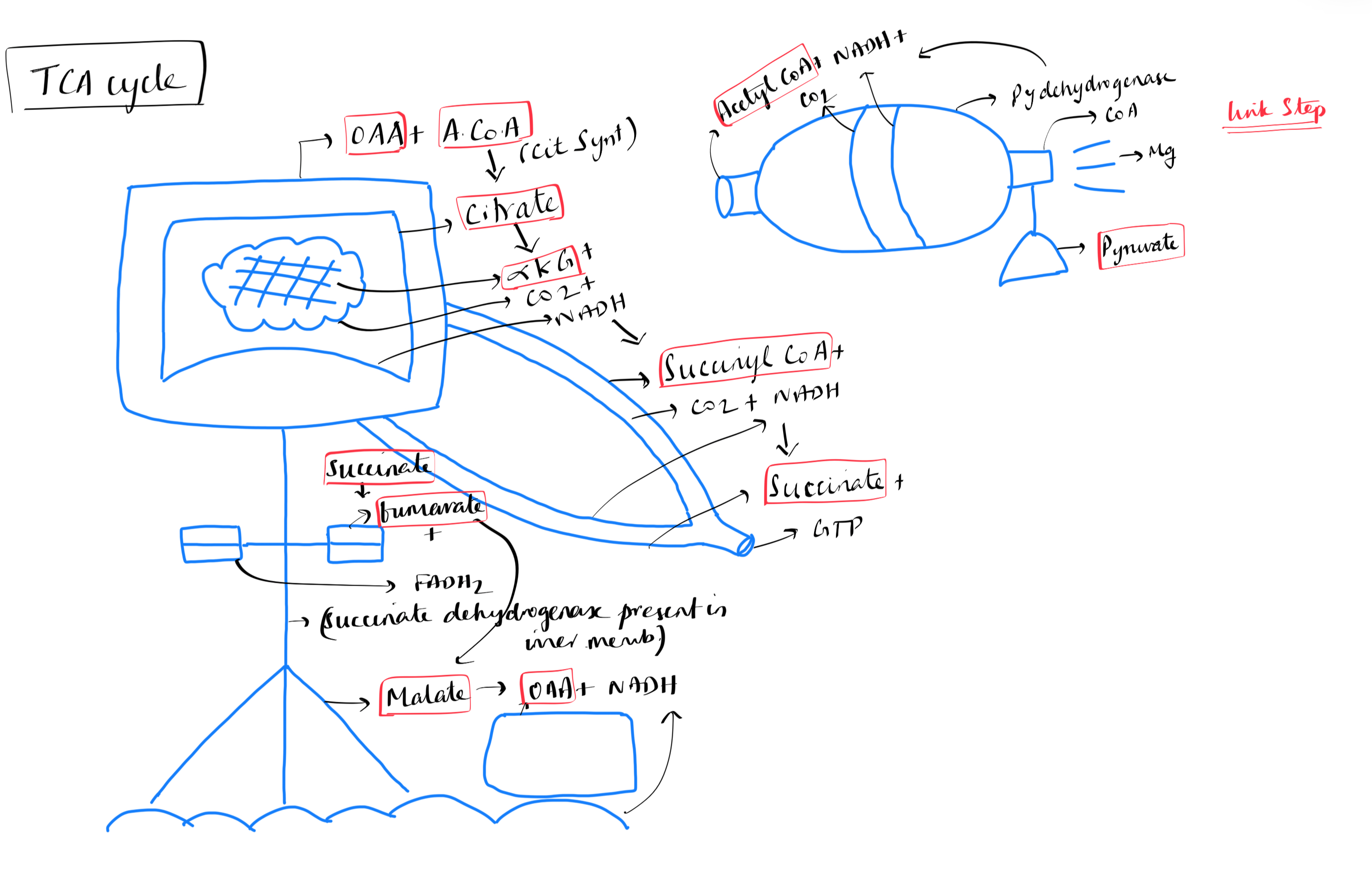 Krebs cysle or TCA cycle