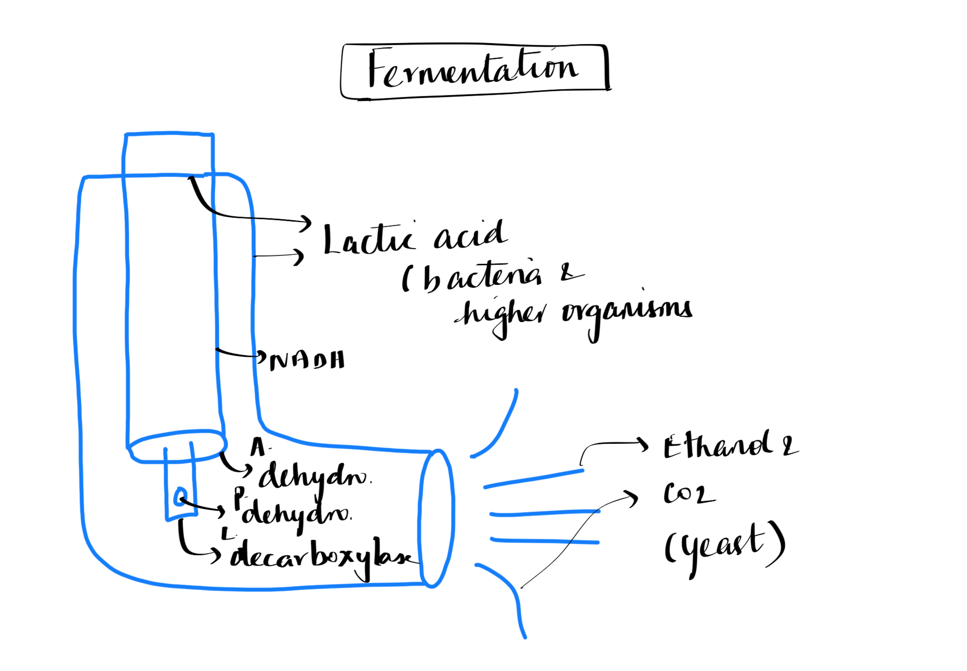 Electron Transport chain (ETC) for NEET exam