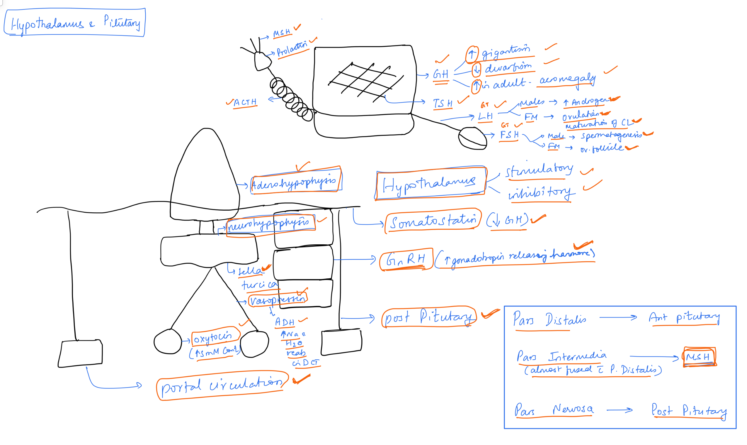 Hypothalamus and Pitutary